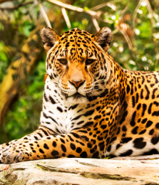 Jaguars様♡ Jaguar face/Jaguar head/Jaguar mandala/Leopard head/ leopard